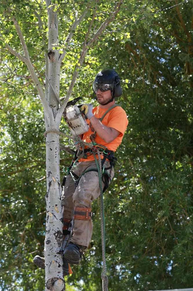 Top-rated landscape installation for year-round maintenance in Helena, MT by Montana Tree Care
