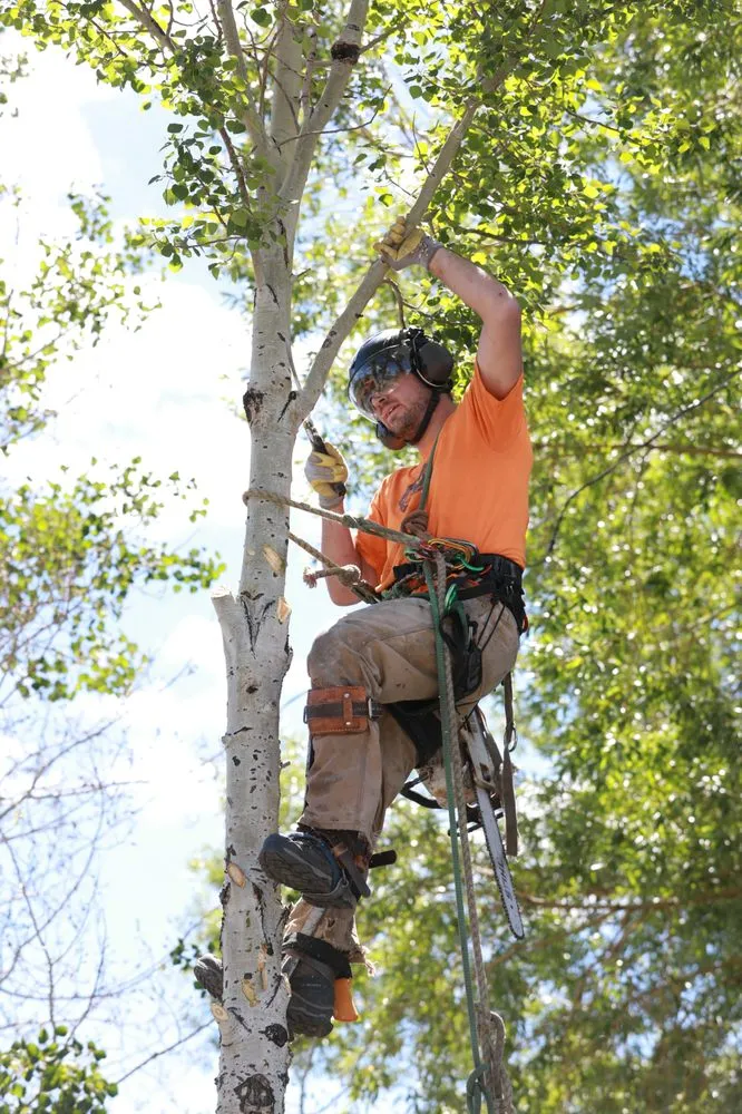 Custom landscape installation with custom design across Helena, MT - Montana Tree Care