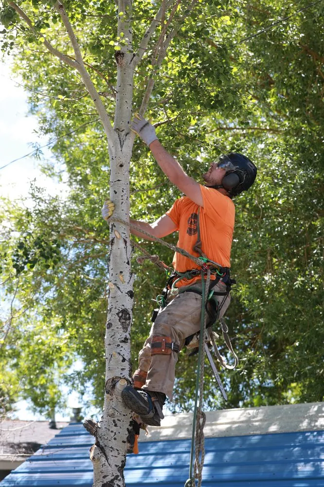 Affordable yard maintenance near you across Helena, MT - Montana Tree Care