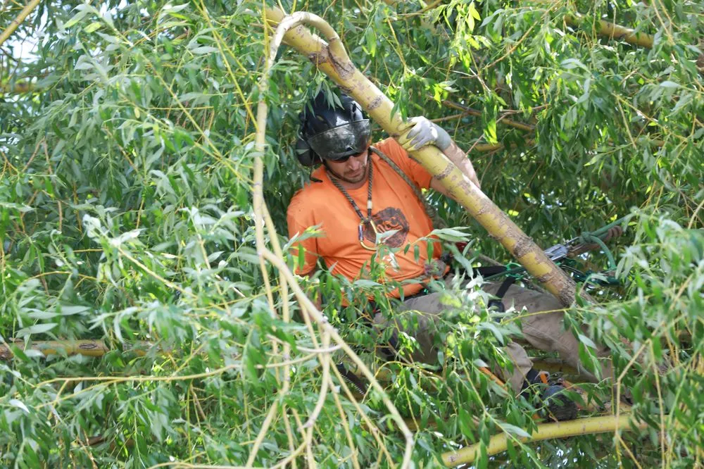 Trusted landscaping services experts serving Helena, MT - Montana Tree Care