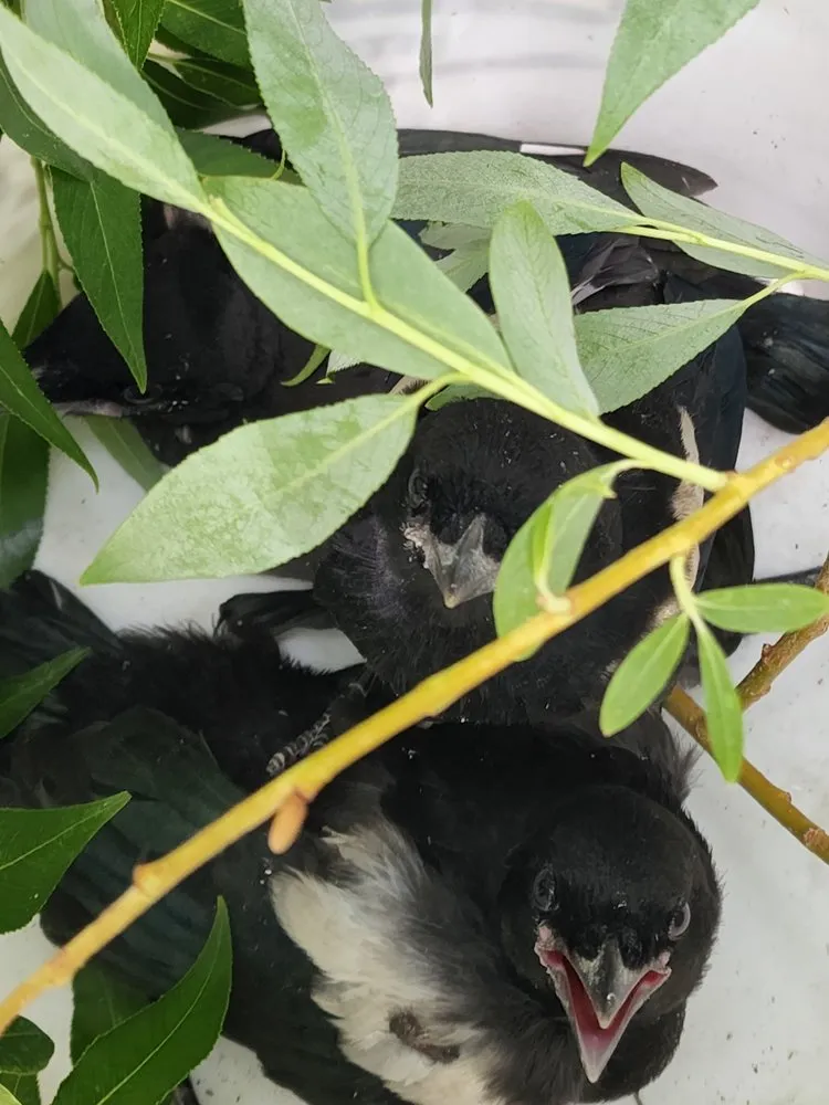 Affordable garden landscaping for outdoor upgrades in Helena, MT by Montana Tree Care