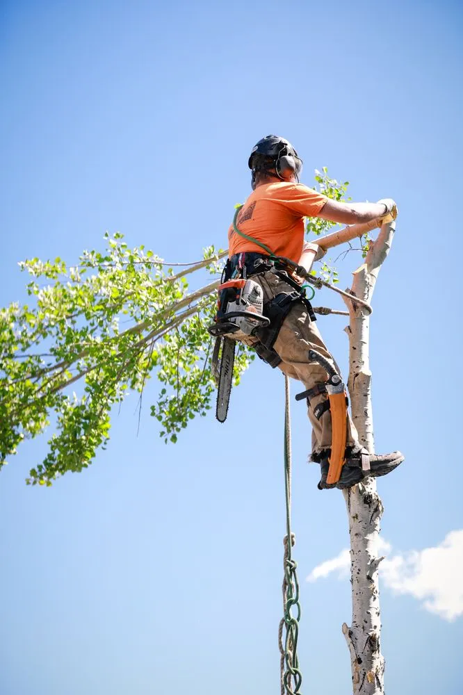 Local lawn care service in Helena, MT - Montana Tree Care