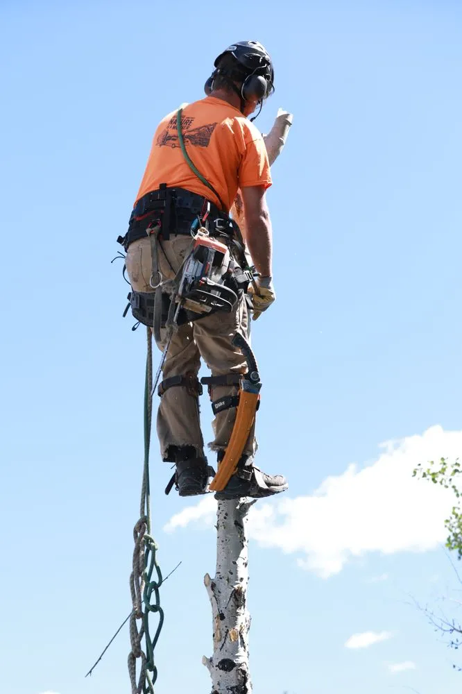 Reliable yard maintenance in Helena, MT by Montana Tree Care