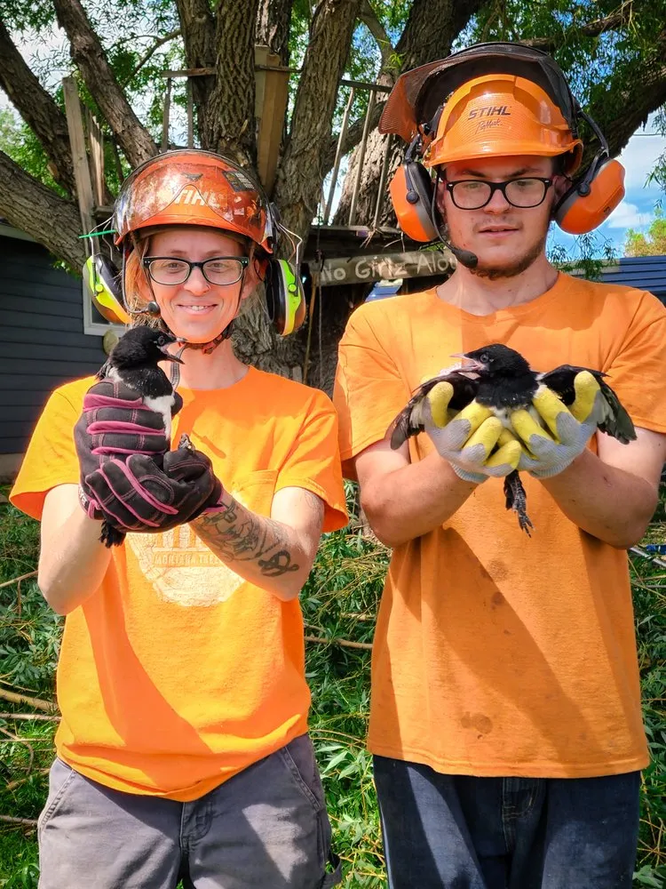 Reliable landscape design in Helena, MT by Montana Tree Care