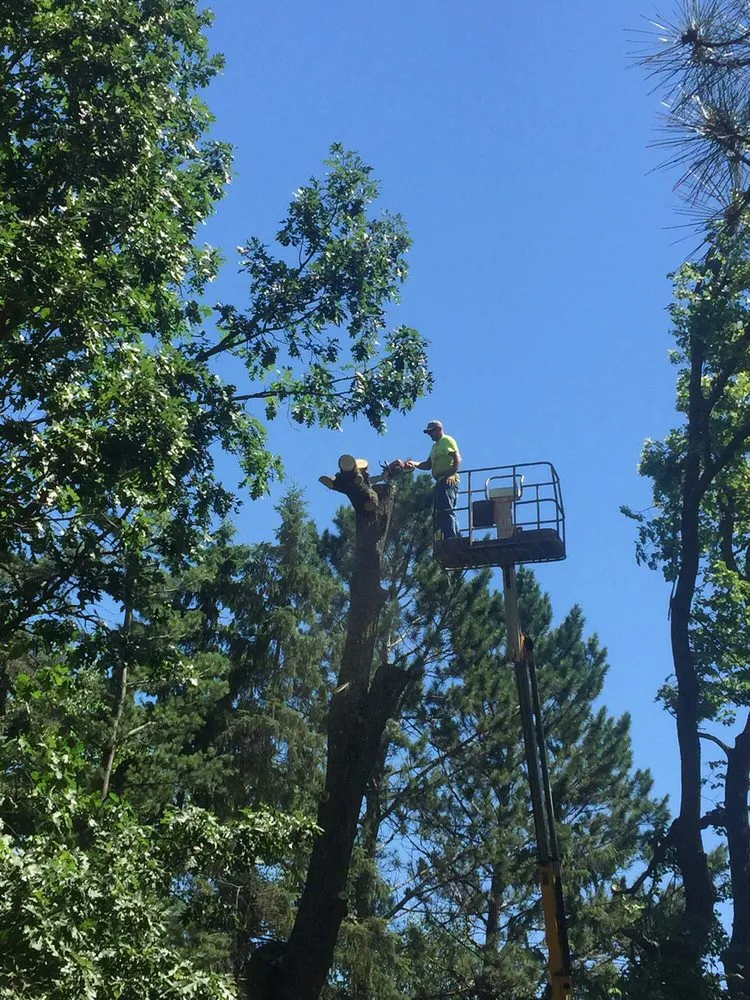 Affordable yard cleanup service for homes in Fairmont, MN by Montana Tree Service Plus