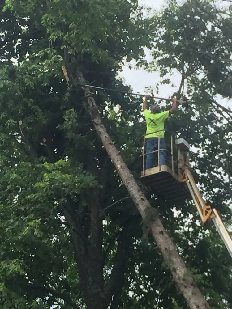 Custom yard cleanup service in Fairmont, MN by Montana Tree Service Plus