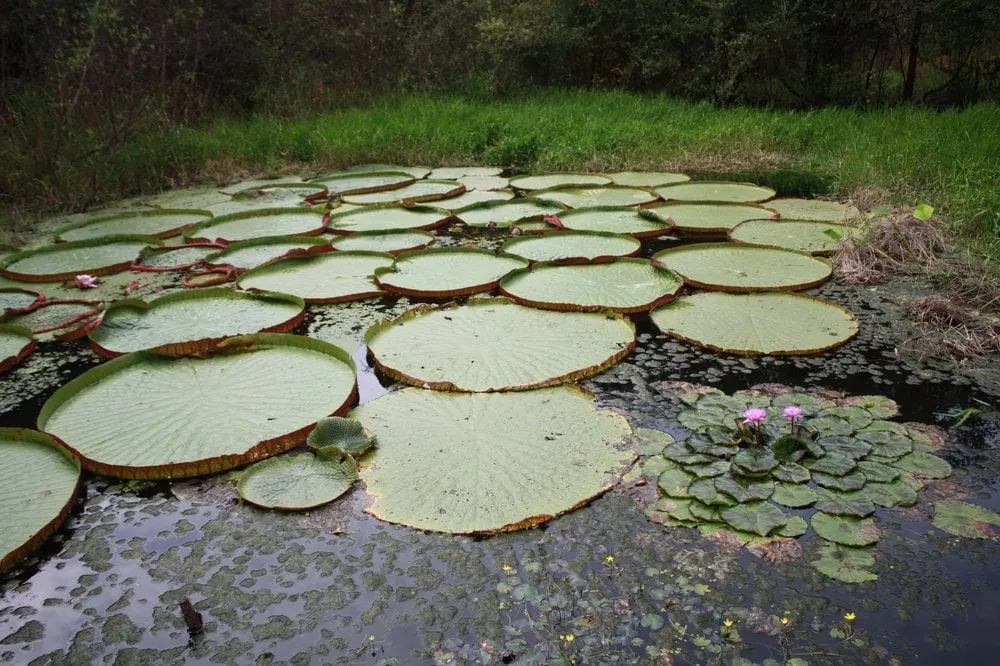 Local garden landscaping in Orange, CA by Monte Cielo Landscape