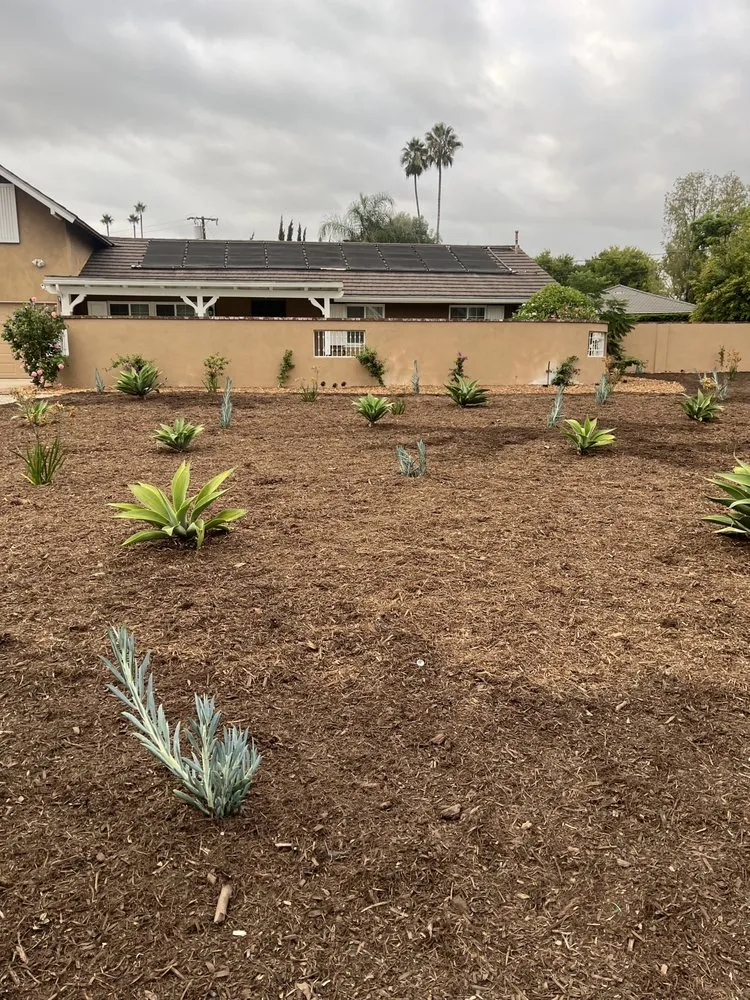 Professional yard cleanup service in Orange, CA by Monte Cielo Landscape