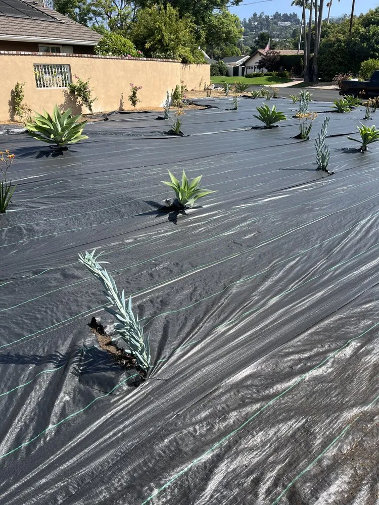 Local yard maintenance for year-round maintenance in Orange, CA by Monte Cielo Landscape