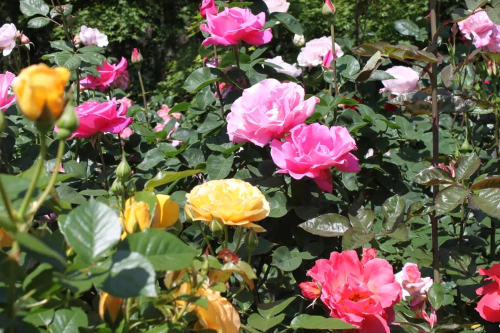 Custom garden landscaping in Fresno, CA by Monte Verde Landscaping & Lawn Care