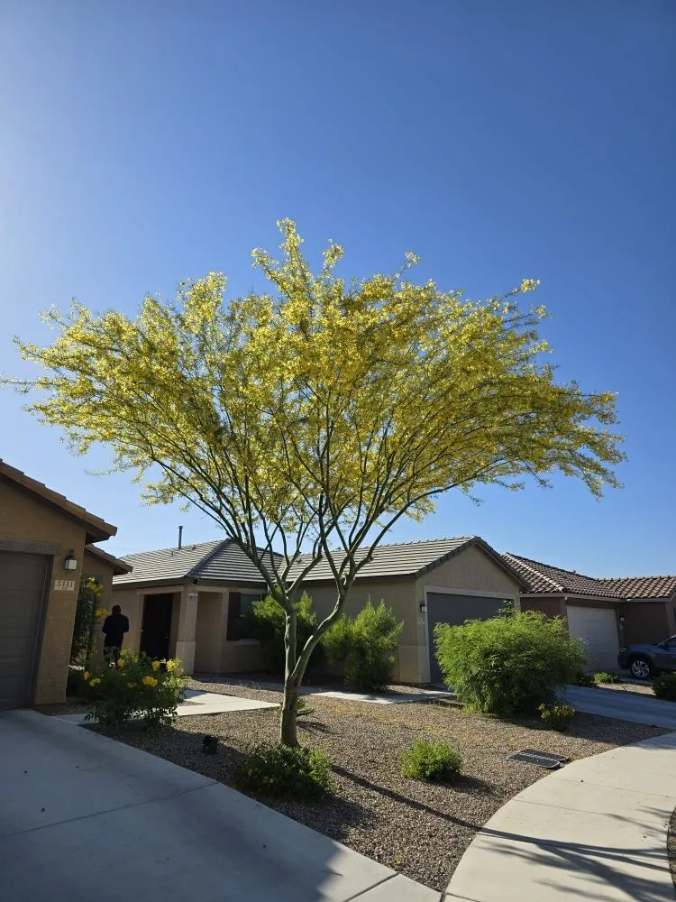 Expert outdoor landscaping for residential properties in Tucson, AZ by Monte Vista Landscaping