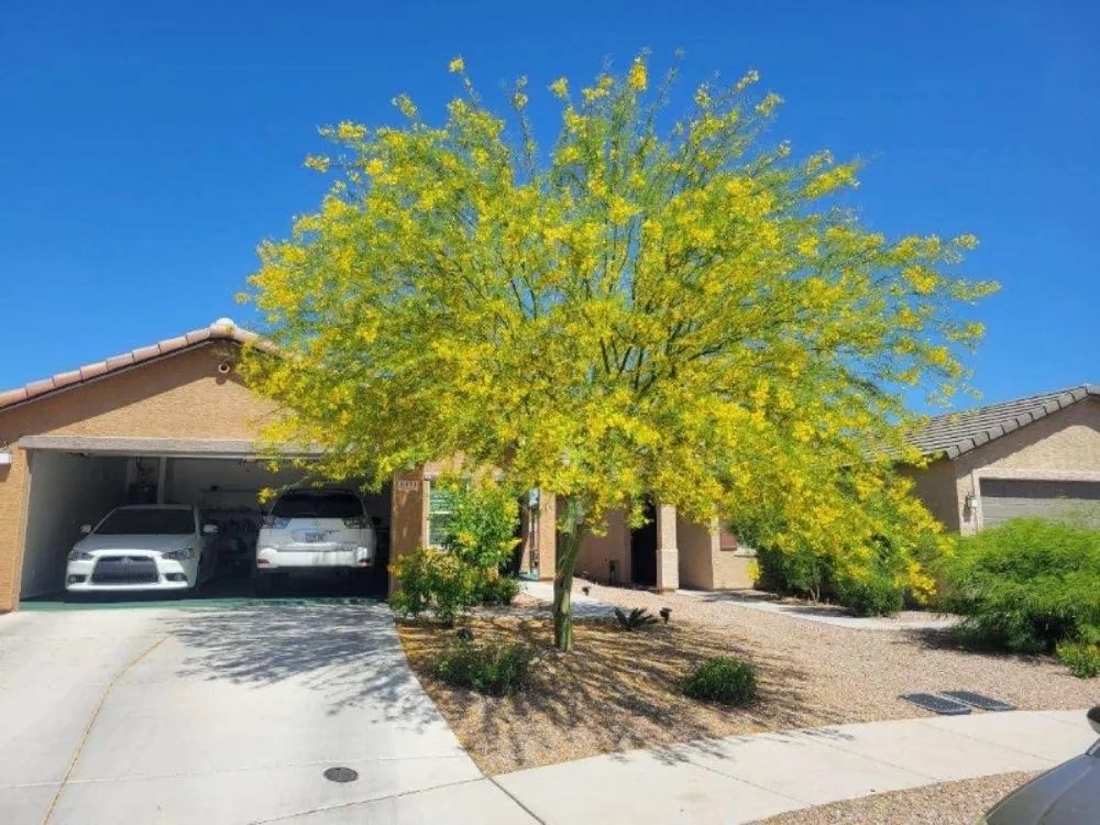 Custom landscaping services in Tucson, AZ by Monte Vista Landscaping