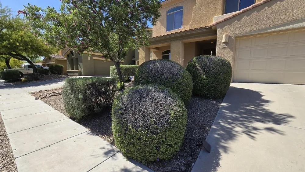 Local outdoor landscaping in Tucson, AZ by Monte Vista Landscaping