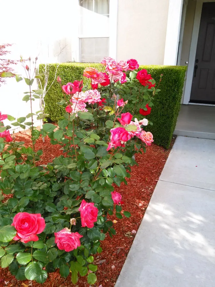 Local lawn care service near you in Bay Point, CA by Montejo Gardening