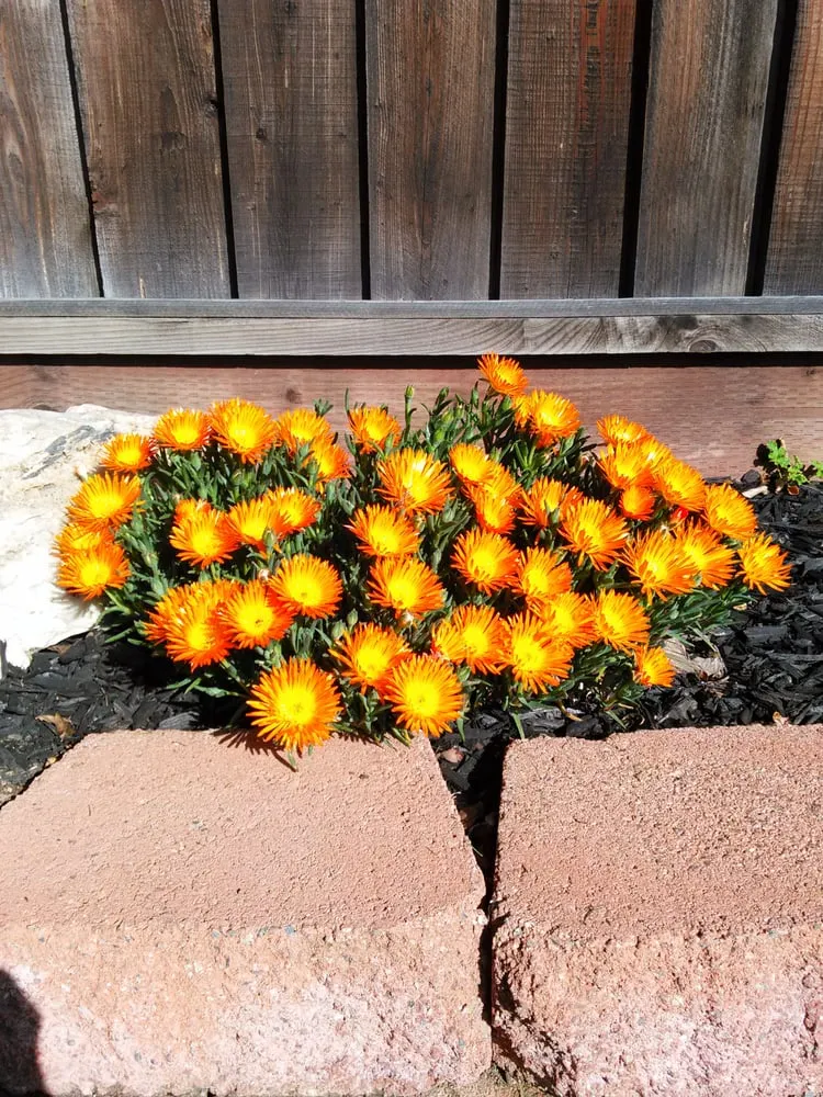 Expert yard cleanup service for year-round maintenance across Bay Point, CA - Montejo Gardening