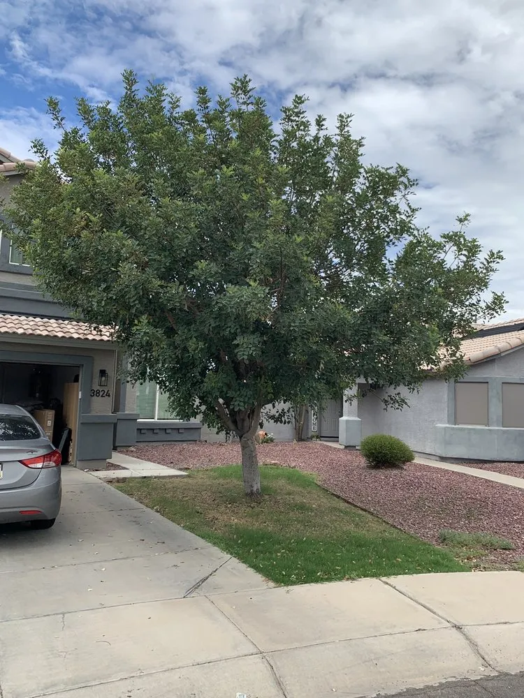 Reliable outdoor landscaping for homes in Mesa, AZ by Montejo landscape management