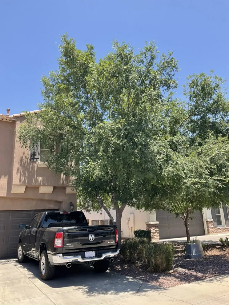 Custom garden landscaping experts serving Mesa, AZ - Montejo landscape management