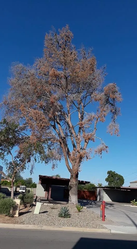 Affordable outdoor landscaping in Mesa, AZ - Montejo landscape management