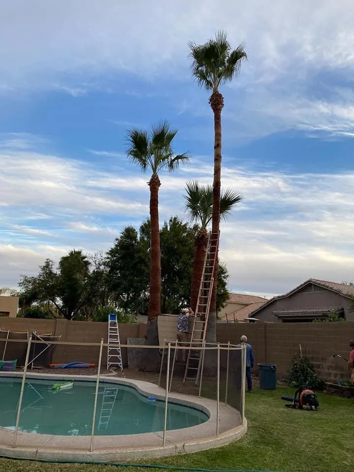 Professional lawn care service in Mesa, AZ by Montejo landscape management