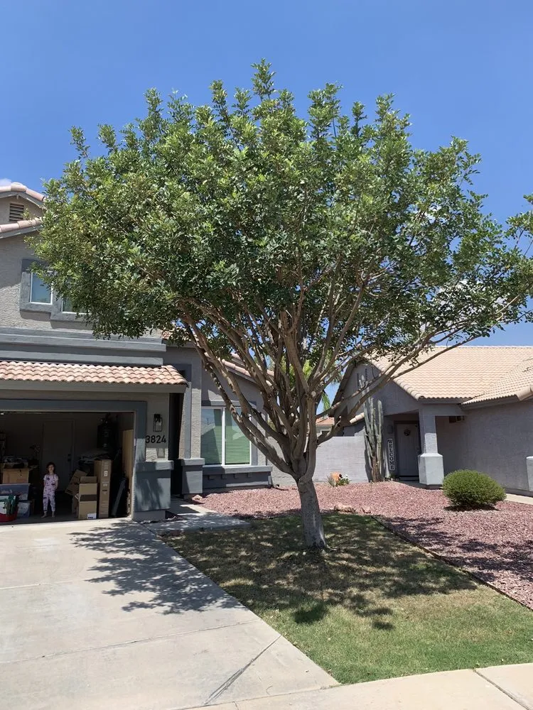 Trusted yard cleanup service for beautiful yards across Mesa, AZ - Montejo landscape management