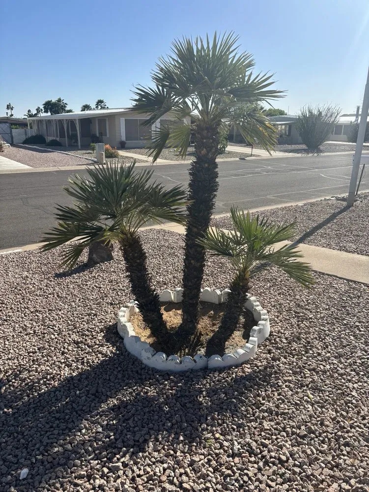 Top-rated yard maintenance experts serving Mesa, AZ - Montejo landscape management