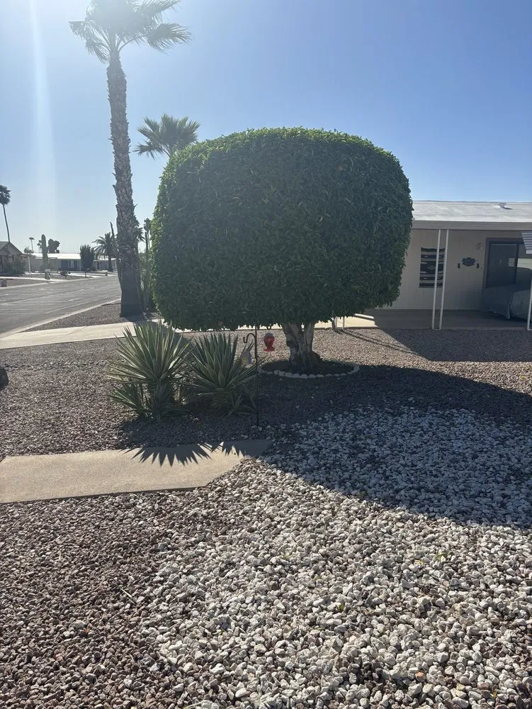 Expert landscape installation for outdoor upgrades in Mesa, AZ by Montejo landscape management