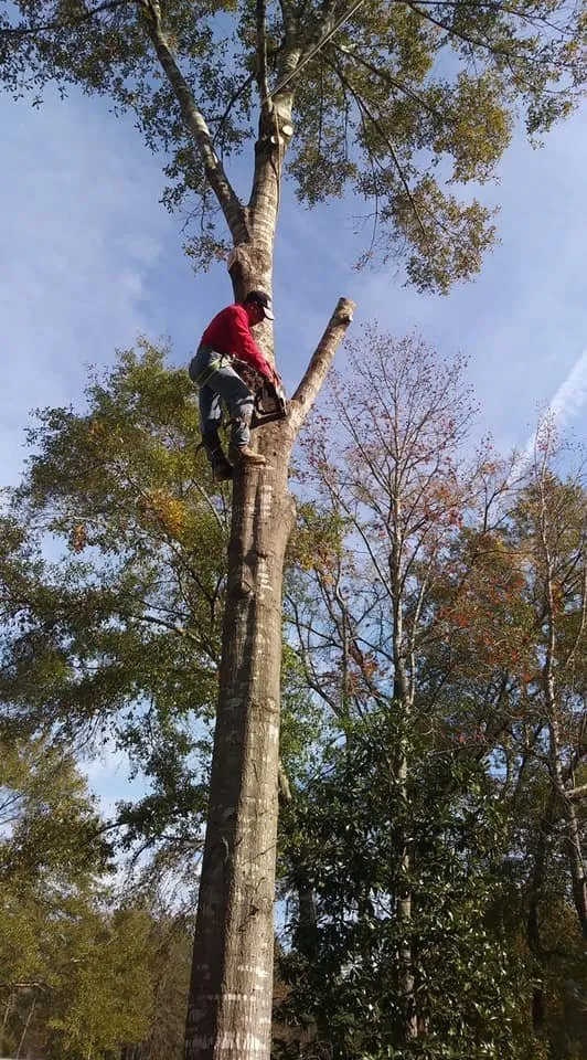 Affordable garden landscaping experts serving Magnolia, TX - Montenegro Landscaping Services