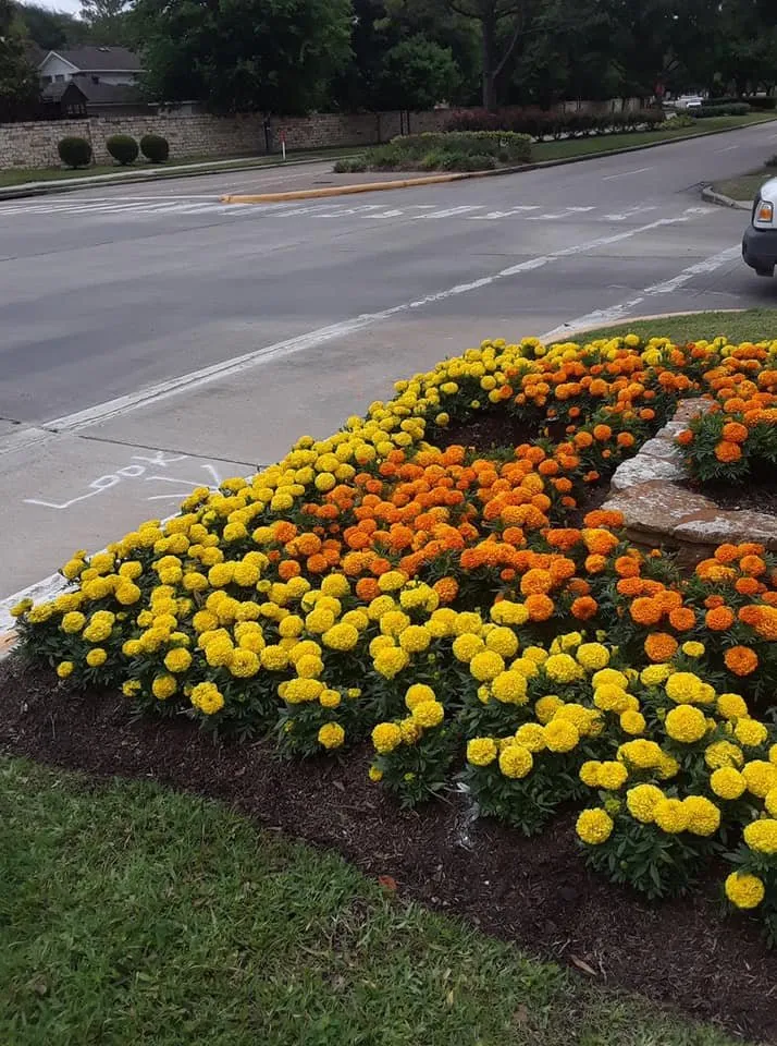 Local yard maintenance in Magnolia, TX by Montenegro Landscaping Services