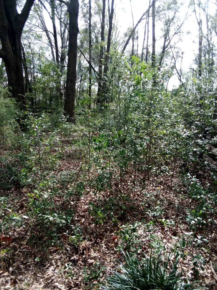 Reliable landscape installation in Gainesville, FL by Monteocha Lawn Care Services