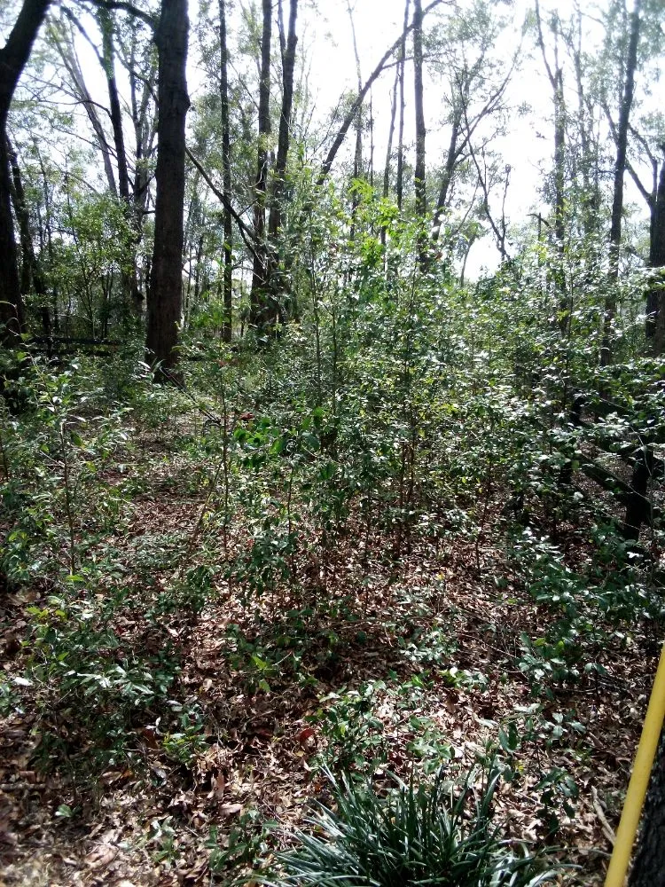 Affordable outdoor landscaping near you across Gainesville, FL - Monteocha Lawn Care Services