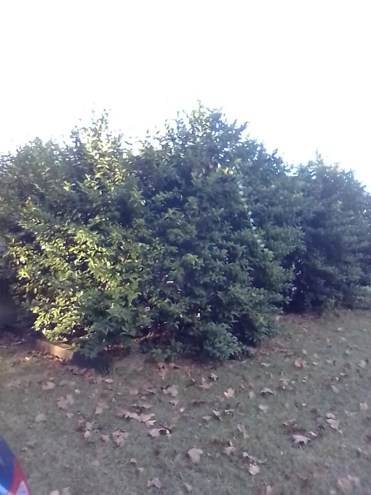 Expert landscape design for residential properties in Gainesville, FL by Monteocha Lawn Care Services