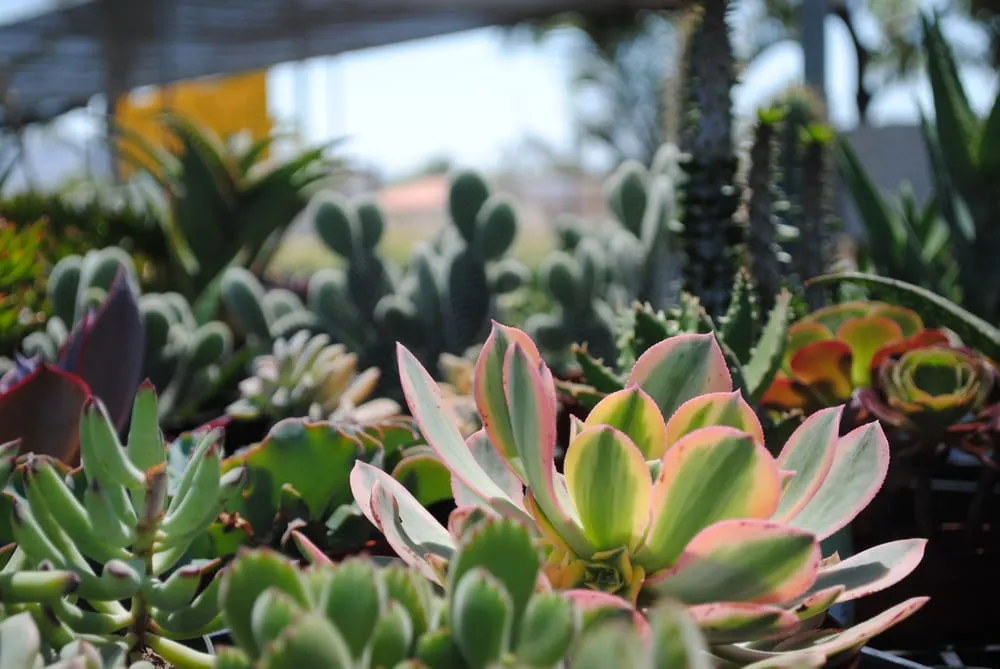 Reliable garden landscaping near you across El Cajon, CA - Monterey Landscape Construction