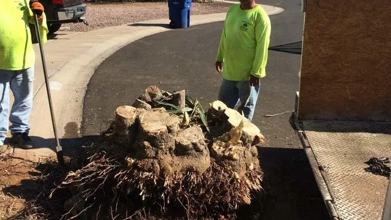 Top-rated landscape design for homes in Chandler, AZ by Montero Landscaping