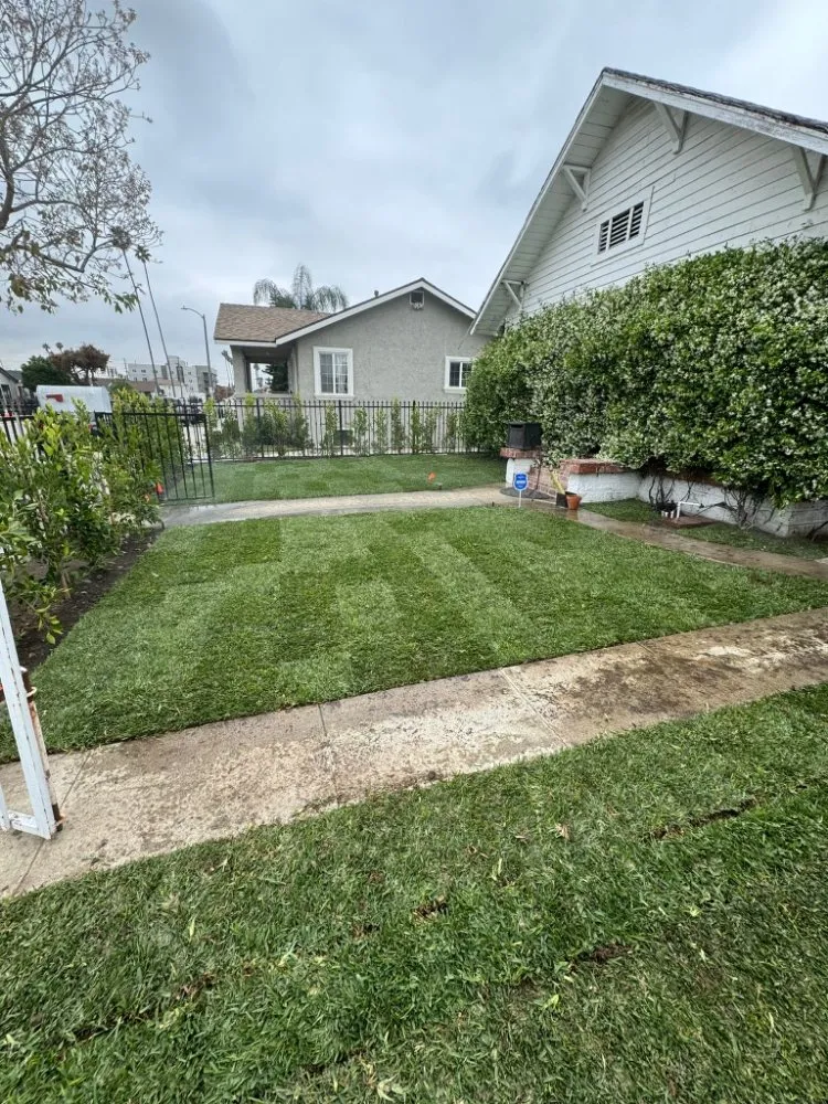 Local yard cleanup service near you in Los Angeles, CA by Monteros Landscaping