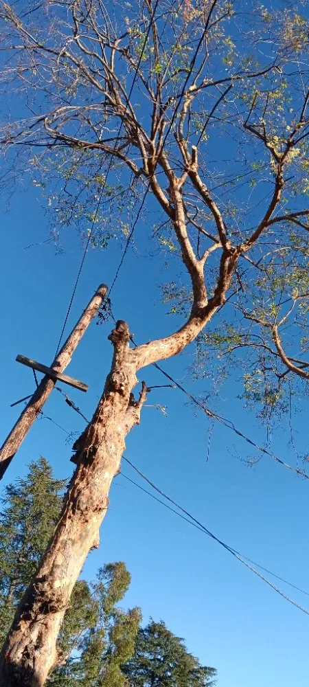 Expert landscaping services experts serving Los Angeles, CA - Monteros Landscaping