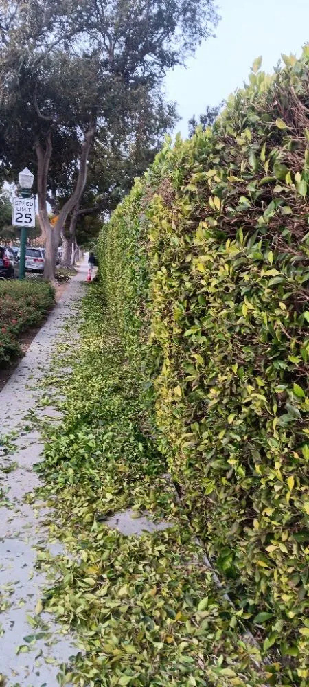 Professional landscape installation for homes across Los Angeles, CA - Monteros Landscaping