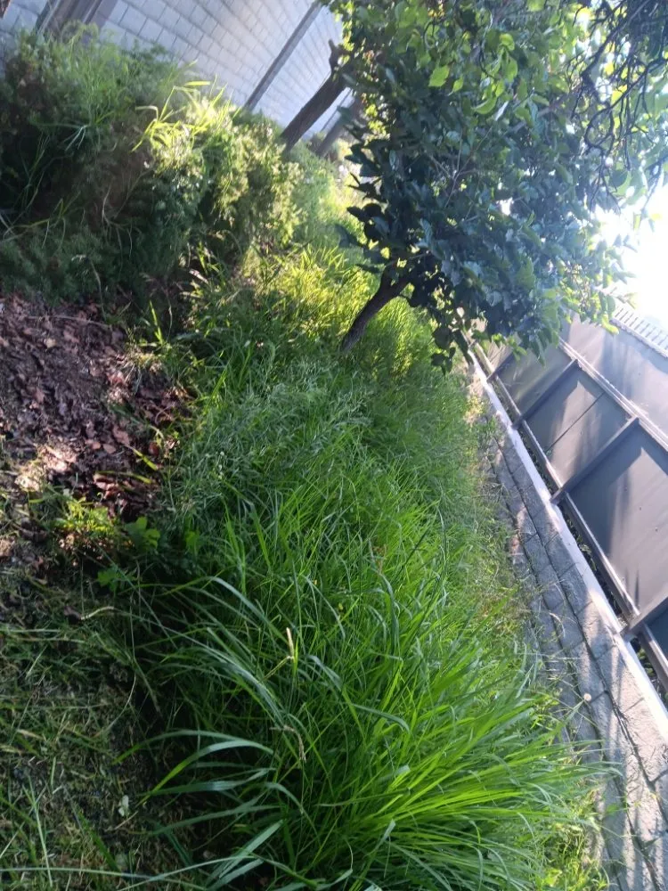 Professional landscaping services with custom design in Los Angeles, CA by Monteros Landscaping