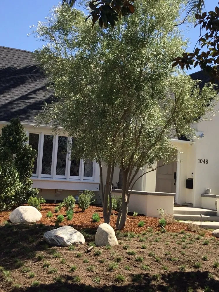 Trusted yard cleanup service in Reseda, CA by Montes Landscape