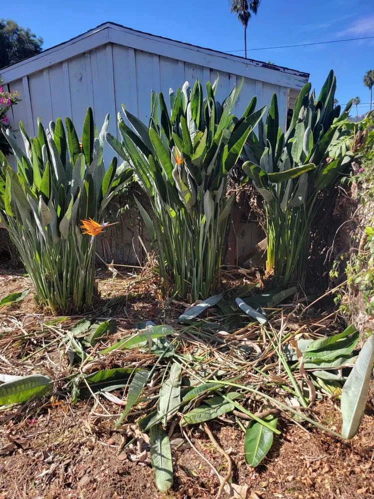 Affordable residential landscaping with custom design in Isla Vista, CA by Montes Landscaping