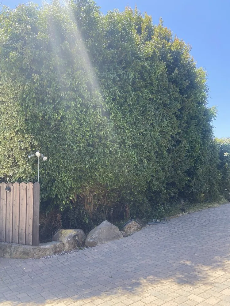 Top-rated yard maintenance in Isla Vista, CA - Montes Landscaping