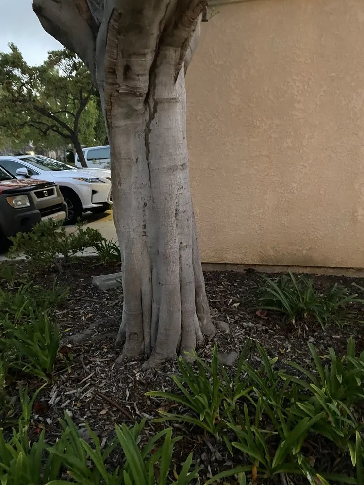 Top-rated yard cleanup service in Isla Vista, CA by Montes Landscaping