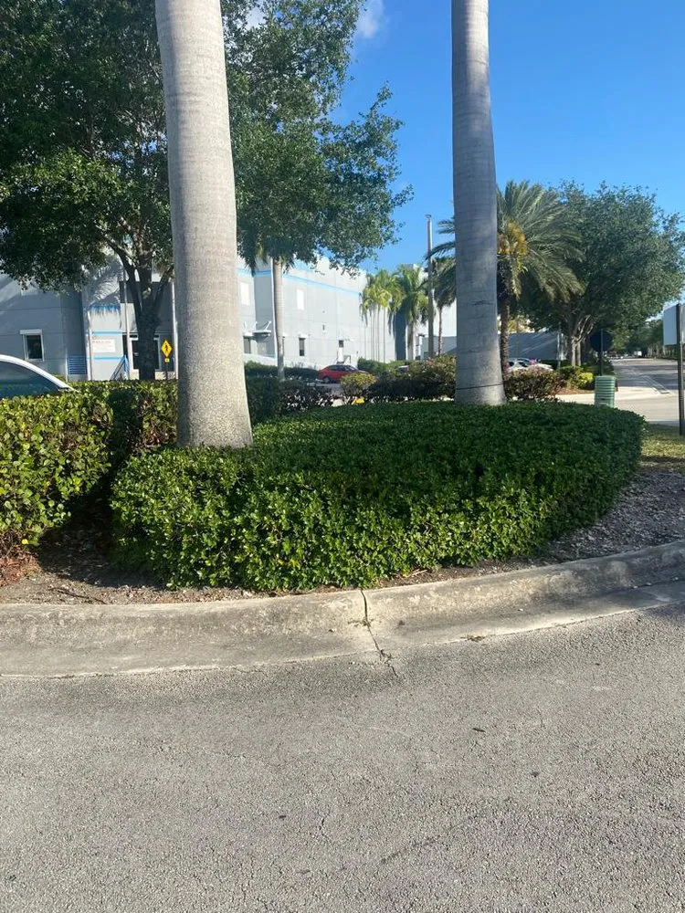 Professional yard cleanup service for residential properties across Hialeah, FL - Montes Landscaping Service