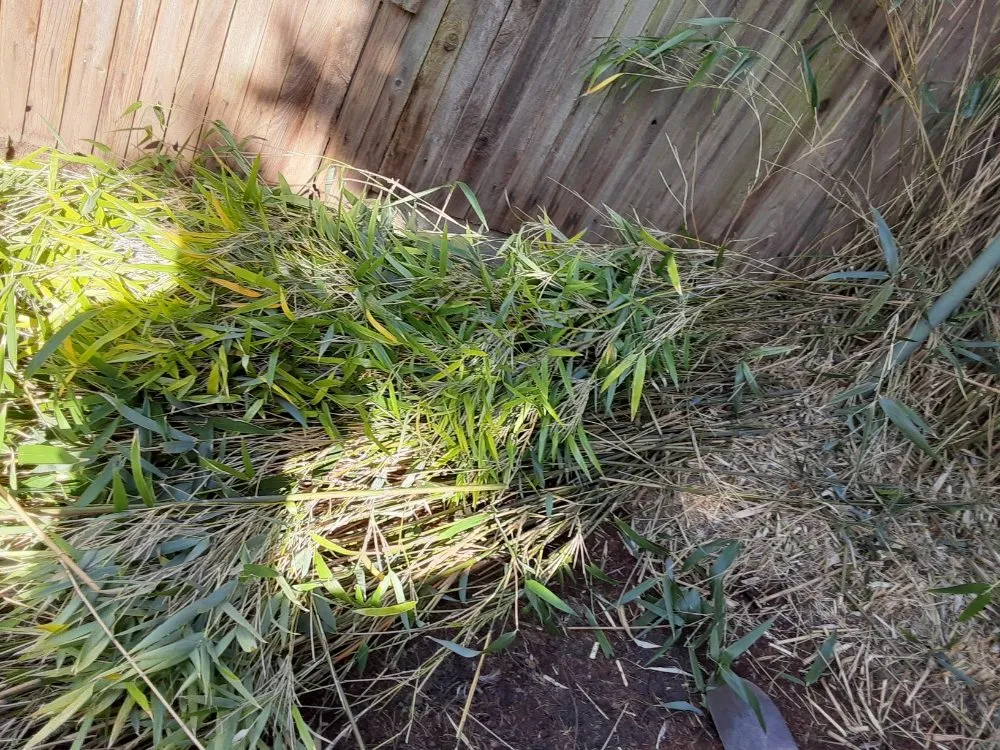 Trusted yard maintenance in Salem, OR - Montes Maintenance