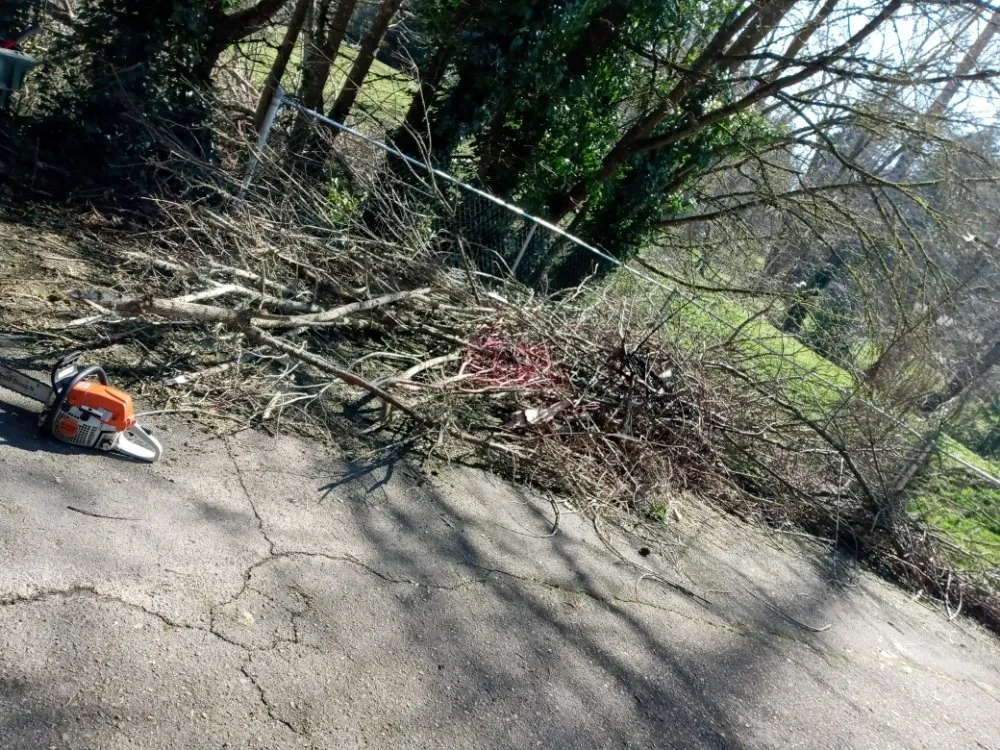 Trusted yard cleanup service for year-round maintenance across Salem, OR - Montes Maintenance