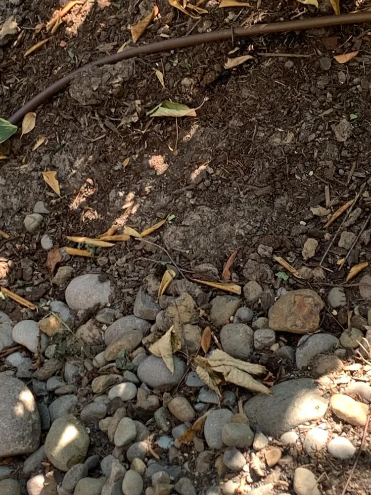 Professional yard cleanup service for year-round maintenance across Salem, OR - Montes Maintenance