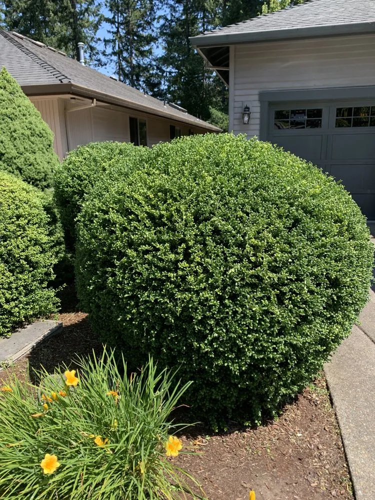 Trusted yard maintenance for residential properties in Salem, OR by Montes Maintenance