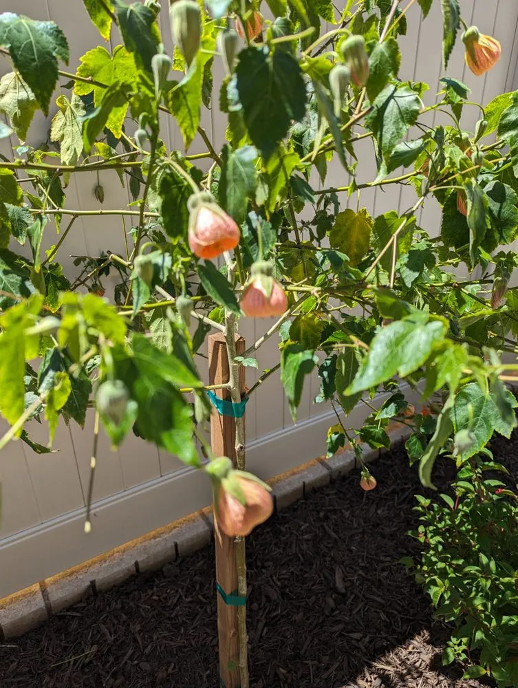 Top-rated yard maintenance in Oxnard, CA - Montesinos Landscape and Concrete