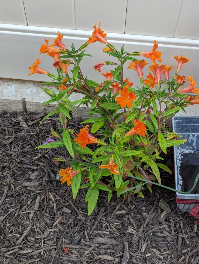 Expert landscaping services in Oxnard, CA - Montesinos Landscape and Concrete