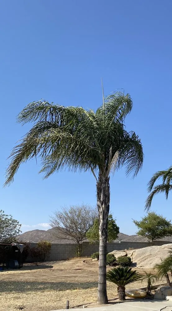 Top-rated lawn care service in Winchester, CA - Montesinos Landscape