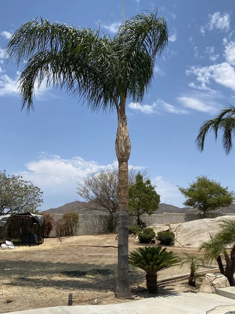 Local yard cleanup service in Winchester, CA by Montesinos Landscape